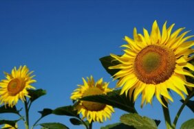 Ayçiçek Yağının Yeni Fiyatı