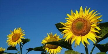 Ayçiçek Yağının Yeni Fiyatı