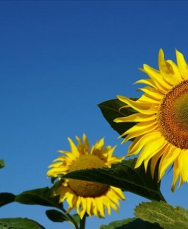 Ayçiçek Yağının Yeni Fiyatı