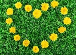 Karahindiba Bitkisi Nedir? Faydaları Nelerdir? Çayı nasıl yapılır?