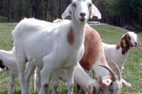 5 Sene Faizsiz Küçükbaş Hayvan Kredisi Alma Şartları