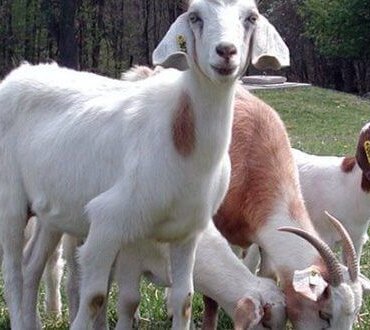 5 Sene Faizsiz Küçükbaş Hayvan Kredisi Alma Şartları