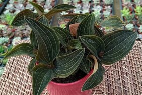 Kaktüs Bakımı Nasıl Olmalı? Evde Kaktüs Nasıl Bakılır