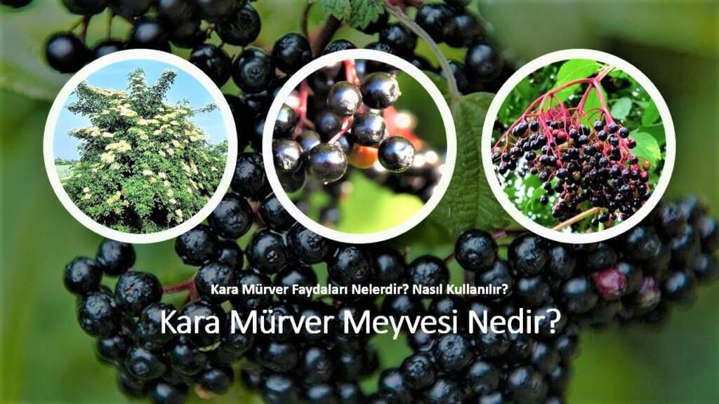 Kara mürver nedir, nasıl kullanılır, faydaları nelerdir? Kara mürverde hangi vitaminler var?