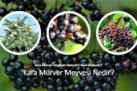 Kara mürver nedir, nasıl kullanılır, faydaları nelerdir? Kara mürverde hangi vitaminler var?