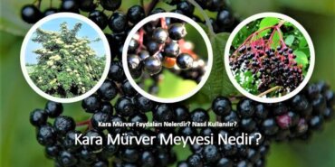 Kara mürver nedir, nasıl kullanılır, faydaları nelerdir? Kara mürverde hangi vitaminler var?