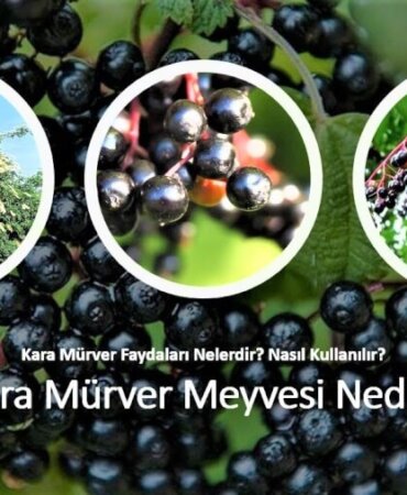 Kara mürver nedir, nasıl kullanılır, faydaları nelerdir? Kara mürverde hangi vitaminler var?
