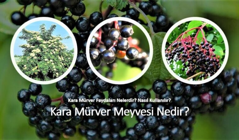 Kara mürver nedir, nasıl kullanılır, faydaları nelerdir? Kara mürverde hangi vitaminler var?
