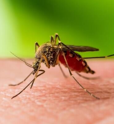 Batı Nil virüsü (West Nile virus)